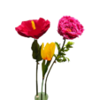 0667e2fd-e022-4fdb-9ef2-a075a0809a35-removebg-preview-1.png