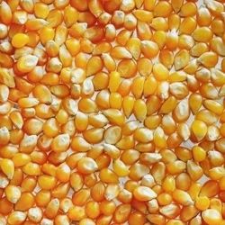 Maïs à éclater spécial pour pop-corn, variété Butterfly. 1 kg (Achat)