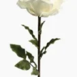shopping-4.webp